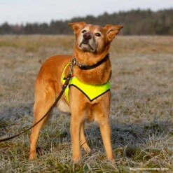Visupart Hundebody Classic -Hunter || Trixie || Pinewood Verkäufe 4598089m07visupart hundebody classic p4dc2660 4598090