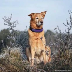 Niggeloh Halsung FASHION 7 Niggeloh Halsung FASHION -Hunter || Trixie || Pinewood Verkäufe 701712007niggeloh fashion lila p4dc2625 7017120