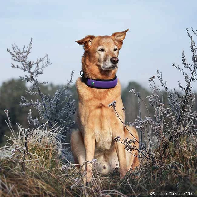 Niggeloh Halsung FASHION 5 Niggeloh Halsung FASHION – Bild 3