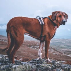 Non-Stop Dogwear Ultra Harness Geschirr 9 Non-Stop Dogwear Ultra Harness Geschirr -Hunter || Trixie || Pinewood Verkäufe 7022108071nonsptop dogware ultra harness anwendung2 7022108BeQEwjrj7EHxt