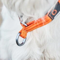 Non-Stop Cruise Collar Zugstophalsband -Hunter || Trixie || Pinewood Verkäufe 702211707non stop dogwear cruise collar orange detail 7022117
