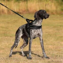 Hunter Norwegergeschirr Racing Schwarz -Hunter || Trixie || Pinewood Verkäufe 7022220m07hunter norwegergeschirr racing schwarz 7022220 hound