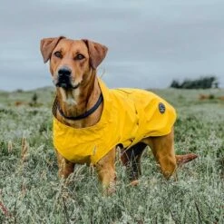 Hunter Hunde Regenmantel Milford 10 Hunter Hunde Regenmantel Milford -Hunter || Trixie || Pinewood Verkäufe 7226500m071hunter regenmantel milford anwendung1 722650065t2cAhm20san