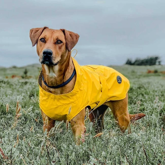 Hunter Hunde Regenmantel Milford 6 Hunter Hunde Regenmantel Milford – Bild 4