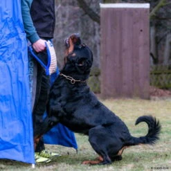 Sporthund Technikkissen Midas -Hunter || Trixie || Pinewood Verkäufe 7262085071sporthund technik kissen midas 7262085 rottweilerfUzzR4FQ59Fpx