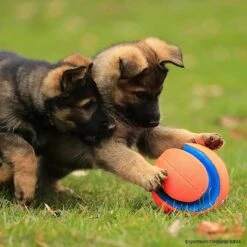 Chuckit Kick Fetch -Hunter || Trixie || Pinewood Verkäufe 7265319m07chuckit kickfetch 7265319 welpen