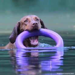 PULLER-Ringe 13 PULLER-Ringe -Hunter || Trixie || Pinewood Verkäufe 7270770m071pullerringe p4dc9416 7270772LMKCHSESMIfHJ