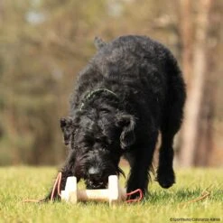 Sporthund IGP-Apportierholz 650g Havatar -Hunter || Trixie || Pinewood Verkäufe 728140606knutfuchs havatar 7281406 schnauzer1nIQKtrseWWdfd