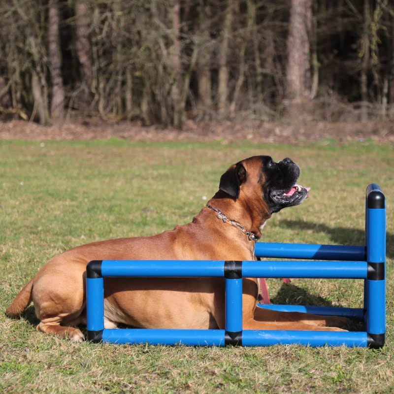 Sporthund Q-Box 8 Sporthund Q-Box – Bild 6