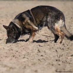 Böttcher Suchgeschirr -Hunter || Trixie || Pinewood Verkäufe boettcher suchgeschirr 7260800 img 9374EpexUxkPpWUtk
