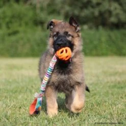 Breathe BASIC DCW M -Hunter || Trixie || Pinewood Verkäufe breathe basic dcw l wco orange crt 7432 7021389oPwmcaJrn4bga