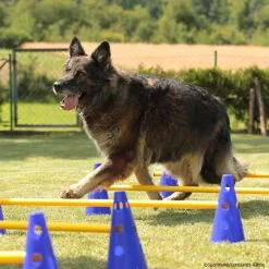 Cavaletti Steckhürden Set Für Hunde -Hunter || Trixie || Pinewood Verkäufe cavaletti p4dc8940 7854051YexlqWyeNzYsn