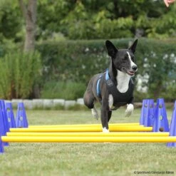 Cavaletti Steckhürden Set Für Hunde -Hunter || Trixie || Pinewood Verkäufe cavaletti p4dc9149 7854051