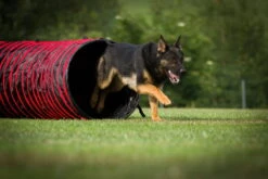 Hunter || Trixie || Pinewood Verkäufe -Hunter || Trixie || Pinewood Verkäufe dogsworld agility tunnel hund 6440118RTOJiLPKycB72