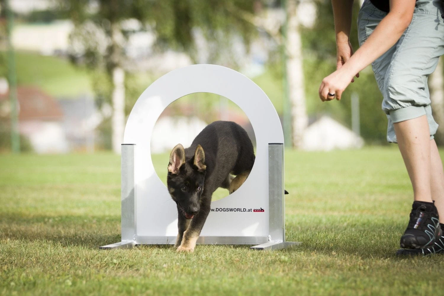 Dogsworld Welpenreifen 4 Dogsworld Welpenreifen – Bild 2