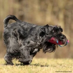 FreshLine Mini Bestätigungskissen -Hunter || Trixie || Pinewood Verkäufe freshline mini bestaetigungskissen p4dc4930 7425030