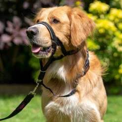 Original Halti Headcollar -Hunter || Trixie || Pinewood Verkäufe halti headcollar anwendung 7473499m