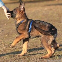 Niggeloh Geschirr Follow START -Hunter || Trixie || Pinewood Verkäufe niggeloh followstart p4dc4236 7017109