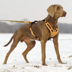 Niggeloh Geschirr Mantrailing -Hunter || Trixie || Pinewood Verkäufe niggeloh geschirr mantrailing anwendung2 7017100g9o00Xb12xxFG