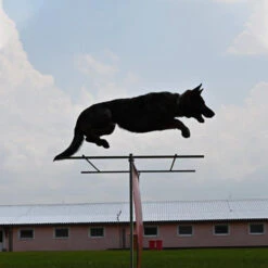 Sporthund Hürdenaufsatz -Hunter || Trixie || Pinewood Verkäufe sporthund huerdenaufsatz erweiterung hund 7355031UbOBnR8LB22N9