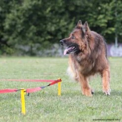 Longierset DeLuxe Basisset -Hunter || Trixie || Pinewood Verkäufe sporthund longiersetdeluxe p4dc1367 7860015uYI6hJobgS3WF